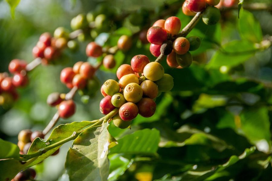 Coffee tree with ripe fruits
