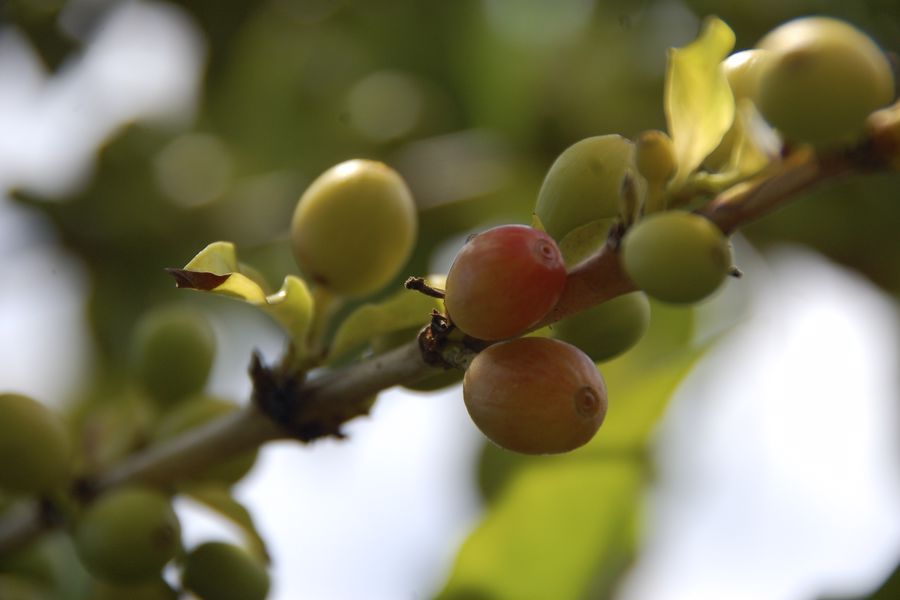 Kona coffee fruit