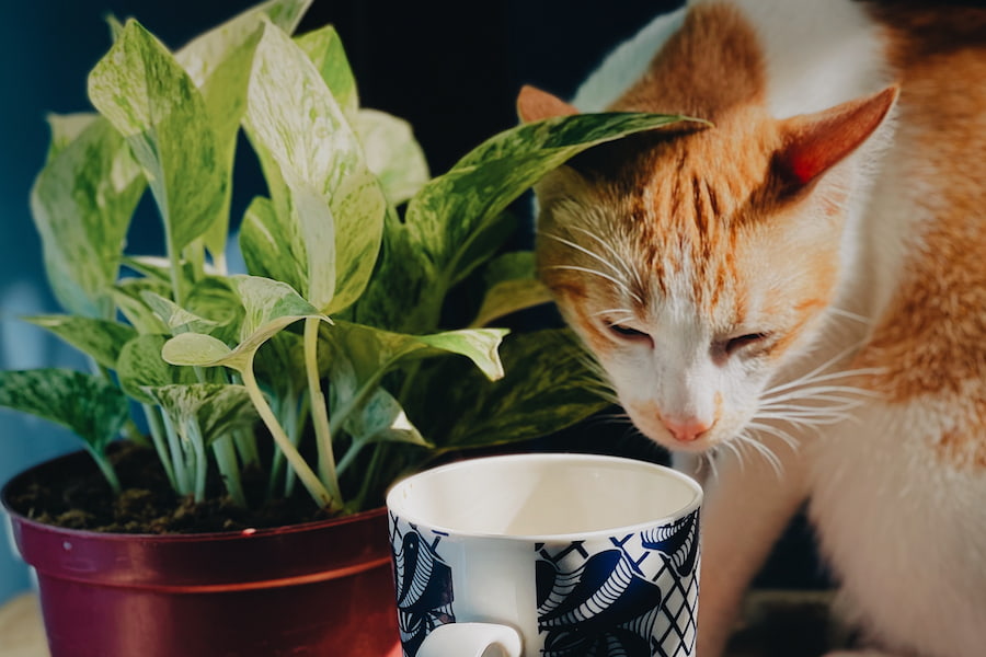 An image of cat that is about to drink from a coffee cup